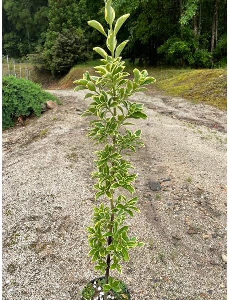 針葉樹とベルの横長スワッグ 37cm ドライフラワースワッグ横型スワッグ
